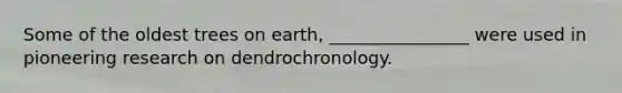 Some of the oldest trees on earth, ________________ were used in pioneering research on dendrochronology.