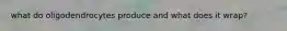 what do oligodendrocytes produce and what does it wrap?