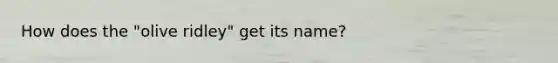 How does the "olive ridley" get its name?