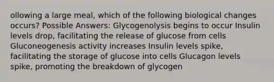 ollowing a large meal, which of the following biological changes occurs? Possible Answers: Glycogenolysis begins to occur Insulin levels drop, facilitating the release of glucose from cells Gluconeogenesis activity increases Insulin levels spike, facilitating the storage of glucose into cells Glucagon levels spike, promoting the breakdown of glycogen