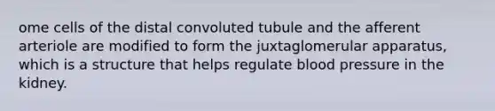 ome cells of the distal convoluted tubule and the afferent arteriole are modified to form the juxtaglomerular apparatus, which is a structure that helps regulate blood pressure in the kidney.