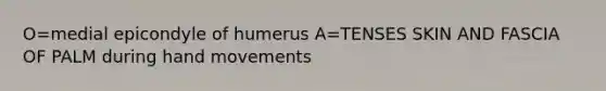 O=medial epicondyle of humerus A=TENSES SKIN AND FASCIA OF PALM during hand movements