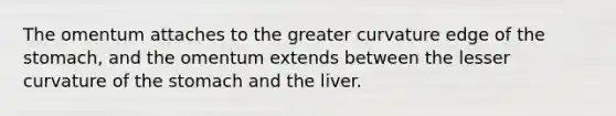 The omentum attaches to the greater curvature edge of the stomach, and the omentum extends between the lesser curvature of the stomach and the liver.