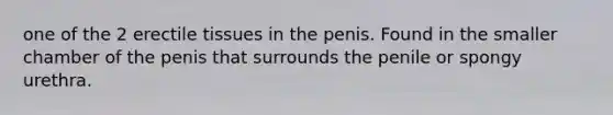 one of the 2 erectile tissues in the penis. Found in the smaller chamber of the penis that surrounds the penile or spongy urethra.