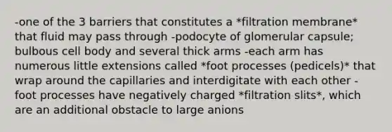 -one of the 3 barriers that constitutes a *filtration membrane* that fluid may pass through -podocyte of glomerular capsule; bulbous cell body and several thick arms -each arm has numerous little extensions called *foot processes (pedicels)* that wrap around the capillaries and interdigitate with each other -foot processes have negatively charged *filtration slits*, which are an additional obstacle to large anions