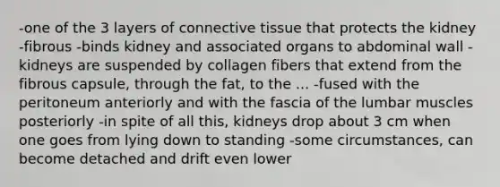 -one of the 3 layers of connective tissue that protects the kidney -fibrous -binds kidney and associated organs to abdominal wall -kidneys are suspended by collagen fibers that extend from the fibrous capsule, through the fat, to the ... -fused with the peritoneum anteriorly and with the fascia of the lumbar muscles posteriorly -in spite of all this, kidneys drop about 3 cm when one goes from lying down to standing -some circumstances, can become detached and drift even lower