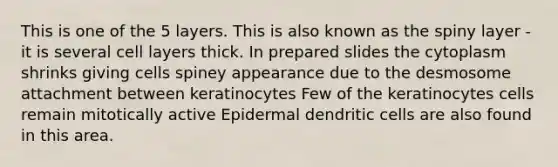 This is one of the 5 layers. This is also known as the spiny layer - it is several cell layers thick. In prepared slides the cytoplasm shrinks giving cells spiney appearance due to the desmosome attachment between keratinocytes Few of the keratinocytes cells remain mitotically active Epidermal dendritic cells are also found in this area.