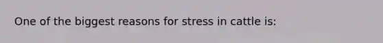 One of the biggest reasons for stress in cattle is: