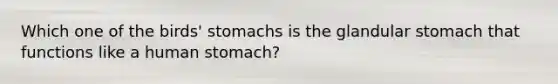 Which one of the birds' stomachs is the glandular stomach that functions like a human stomach?