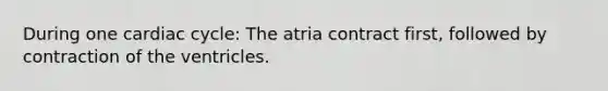 During one cardiac cycle: The atria contract first, followed by contraction of the ventricles.