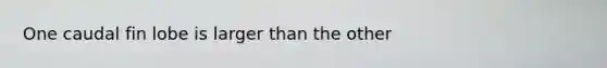One caudal fin lobe is larger than the other