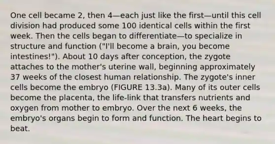 One cell became 2, then 4—each just like the first—until this cell division had produced some 100 identical cells within the first week. Then the cells began to differentiate—to specialize in structure and function ("I'll become a brain, you become intestines!"). About 10 days after conception, the zygote attaches to the mother's uterine wall, beginning approximately 37 weeks of the closest human relationship. The zygote's inner cells become the embryo (FIGURE 13.3a). Many of its outer cells become the placenta, the life-link that transfers nutrients and oxygen from mother to embryo. Over the next 6 weeks, the embryo's organs begin to form and function. The heart begins to beat.