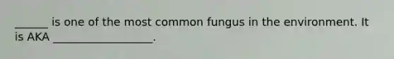 ______ is one of the most common fungus in the environment. It is AKA __________________.