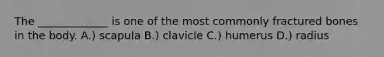 The _____________ is one of the most commonly fractured bones in the body. A.) scapula B.) clavicle C.) humerus D.) radius