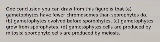 One conclusion you can draw from this figure is that (a) gametophytes have fewer chromosomes than sporophytes do. (b) gametophytes evolved before sporophytes. (c) gametophytes grow from sporophytes. (d) gametophytes cells are produced by mitosis; sporophyte cells are produced by meiosis.