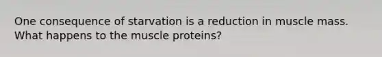 One consequence of starvation is a reduction in muscle mass. What happens to the muscle proteins?