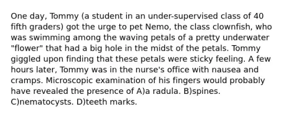 One day, Tommy (a student in an under-supervised class of 40 fifth graders) got the urge to pet Nemo, the class clownfish, who was swimming among the waving petals of a pretty underwater "flower" that had a big hole in the midst of the petals. Tommy giggled upon finding that these petals were sticky feeling. A few hours later, Tommy was in the nurse's office with nausea and cramps. Microscopic examination of his fingers would probably have revealed the presence of A)a radula. B)spines. C)nematocysts. D)teeth marks.