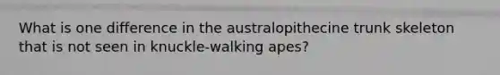 What is one difference in the australopithecine trunk skeleton that is not seen in knuckle-walking apes?