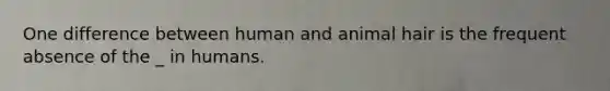 One difference between human and animal hair is the frequent absence of the _ in humans.