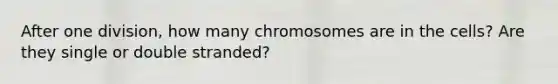 After one division, how many chromosomes are in the cells? Are they single or double stranded?