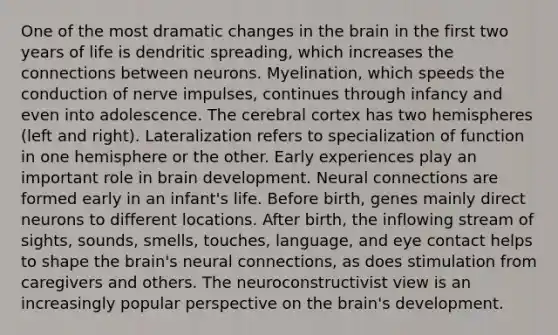 One of the most dramatic changes in the brain in the first two years of life is dendritic spreading, which increases the connections between neurons. Myelination, which speeds the conduction of nerve impulses, continues through infancy and even into adolescence. The cerebral cortex has two hemispheres (left and right). Lateralization refers to specialization of function in one hemisphere or the other. Early experiences play an important role in brain development. Neural connections are formed early in an infant's life. Before birth, genes mainly direct neurons to different locations. After birth, the inflowing stream of sights, sounds, smells, touches, language, and eye contact helps to shape the brain's neural connections, as does stimulation from caregivers and others. The neuroconstructivist view is an increasingly popular perspective on the brain's development.