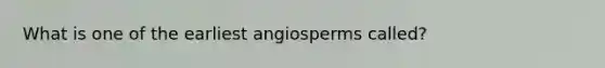 What is one of the earliest angiosperms called?