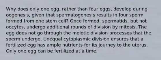 Why does only one egg, rather than four eggs, develop during oogenesis, given that spermatogenesis results in four sperm formed from one stem cell? Once formed, spermatids, but not oocytes, undergo additional rounds of division by mitosis. The egg does not go through the meiotic division processes that the sperm undergo. Unequal cytoplasmic division ensures that a fertilized egg has ample nutrients for its journey to the uterus. Only one egg can be fertilized at a time.