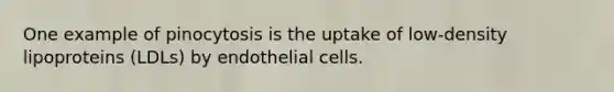 One example of pinocytosis is the uptake of low-density lipoproteins (LDLs) by endothelial cells.