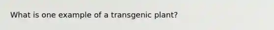 What is one example of a transgenic plant?