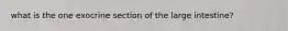 what is the one exocrine section of the large intestine?