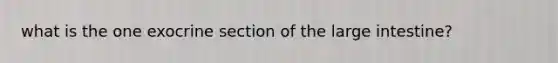 what is the one exocrine section of the large intestine?