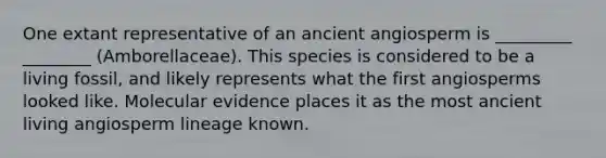 One extant representative of an ancient angiosperm is _________ ________ (Amborellaceae). This species is considered to be a living fossil, and likely represents what the first angiosperms looked like. Molecular evidence places it as the most ancient living angiosperm lineage known.