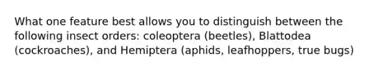 What one feature best allows you to distinguish between the following insect orders: coleoptera (beetles), Blattodea (cockroaches), and Hemiptera (aphids, leafhoppers, true bugs)