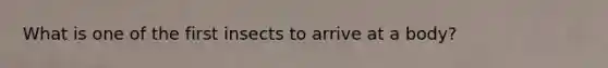 What is one of the first insects to arrive at a body?