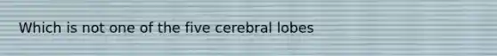 Which is not one of the five cerebral lobes