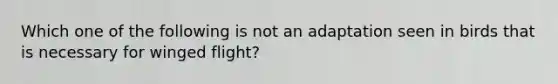 Which one of the following is not an adaptation seen in birds that is necessary for winged flight?