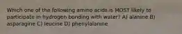 Which one of the following amino acids is MOST likely to participate in hydrogen bonding with water? A) alanine B) asparagine C) leucine D) phenylalanine