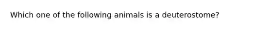 Which one of the following animals is a deuterostome?