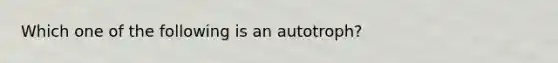 Which one of the following is an autotroph?