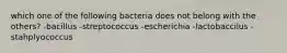 which one of the following bacteria does not belong with the others? -bacillus -streptococcus -escherichia -lactobaccilus -stahplyococcus