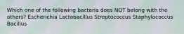 Which one of the following bacteria does NOT belong with the others? Escherichia Lactobacillus Streptococcus Staphylococcus Bacillus