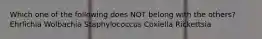 Which one of the following does NOT belong with the others? Ehrlichia Wolbachia Staphylococcus Coxiella Rickettsia