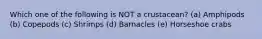 Which one of the following is NOT a crustacean? (a) Amphipods (b) Copepods (c) Shrimps (d) Barnacles (e) Horseshoe crabs