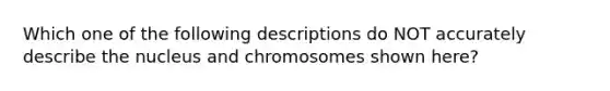 Which one of the following descriptions do NOT accurately describe the nucleus and chromosomes shown here?