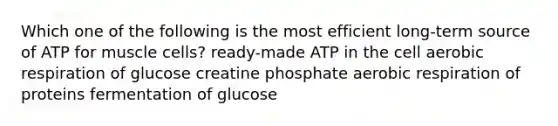 Which one of the following is the most efficient long-term source of ATP for muscle cells? ready-made ATP in the cell <a href='https://www.questionai.com/knowledge/kyxGdbadrV-aerobic-respiration' class='anchor-knowledge'>aerobic respiration</a> of glucose creatine phosphate aerobic respiration of proteins fermentation of glucose