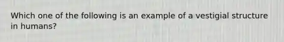 Which one of the following is an example of a vestigial structure in humans?