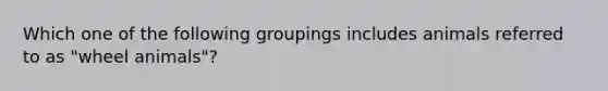 Which one of the following groupings includes animals referred to as "wheel animals"?