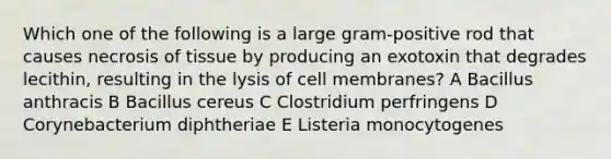 Which one of the following is a large gram-positive rod that causes necrosis of tissue by producing an exotoxin that degrades lecithin, resulting in the lysis of cell membranes? A Bacillus anthracis B Bacillus cereus C Clostridium perfringens D Corynebacterium diphtheriae E Listeria monocytogenes