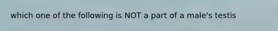 which one of the following is NOT a part of a male's testis