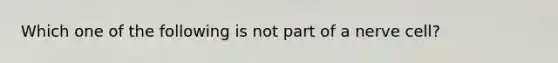 Which one of the following is not part of a nerve cell?